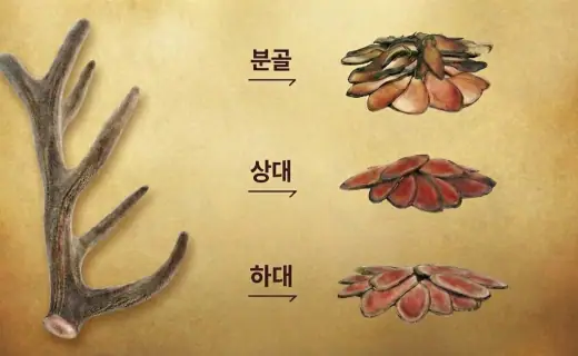 녹용한약
